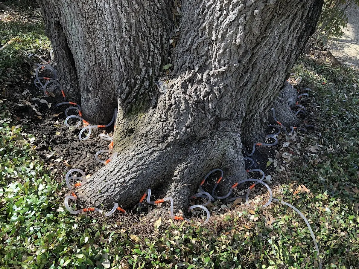 Detailed Tree Cabling and Bracing job site in Stephens