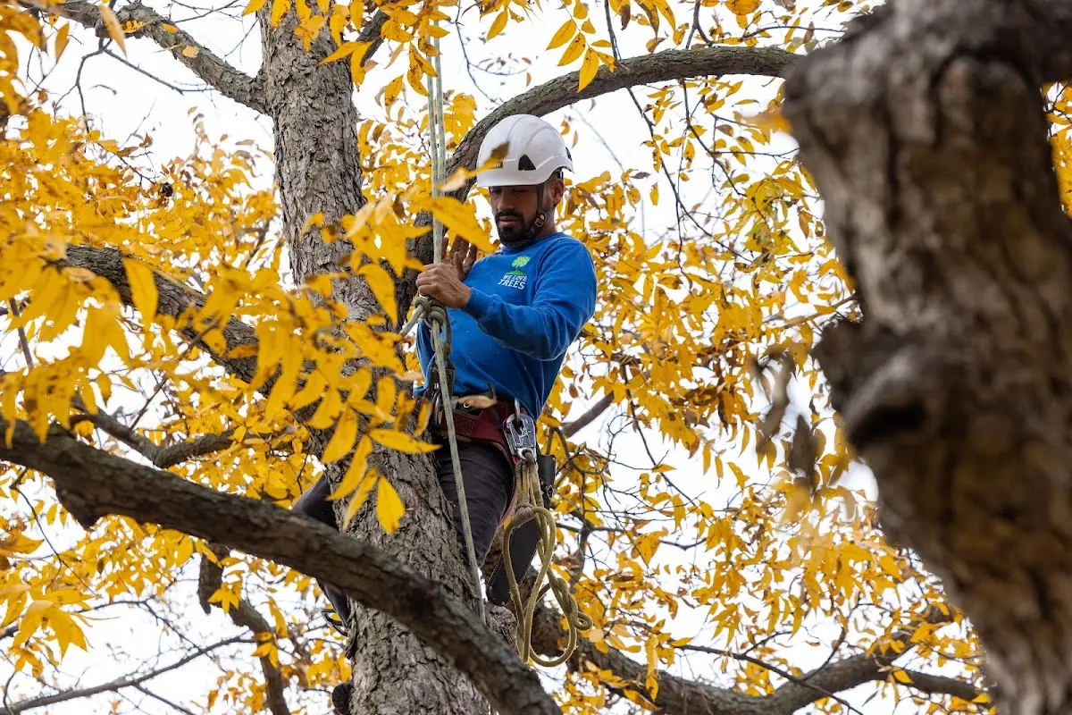 Skilled Tree Trimming crew working in Stephens