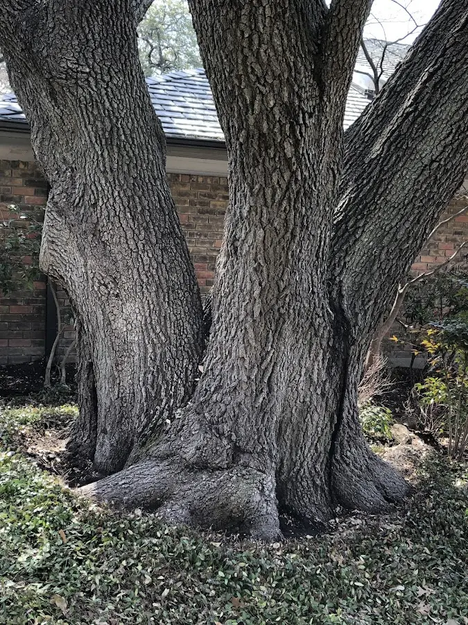 Mature heritage tree close to a Stephens property cared for by certified arborists